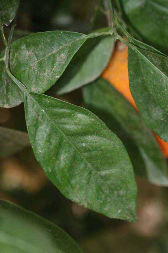              Unifoliolate leaf (Riverside, CA)       
